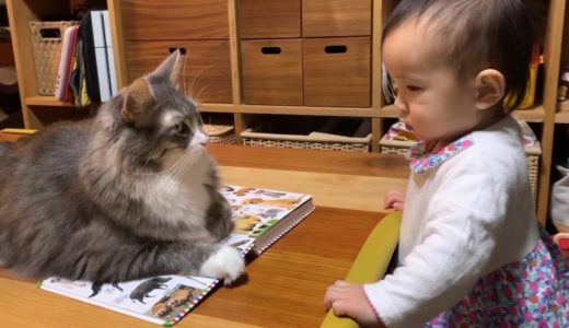 娘からの間違った呼びかけに怒る猫　ノルウェージャンフォレストキャット　Cat angry at her daughter's wrong call