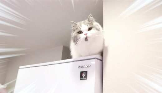 飼い主がいない寂しさで冷蔵庫に登ってしまった猫...笑