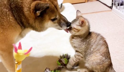 一人チュウチュウは好きだけどやっぱり柴犬とお姉ちゃん猫がだ~い好きな子猫　Kittens love Shiba Inu and sister