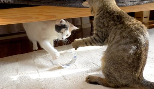 【冬支度】カーペット交換を手伝ってくれる猫達が可愛い！