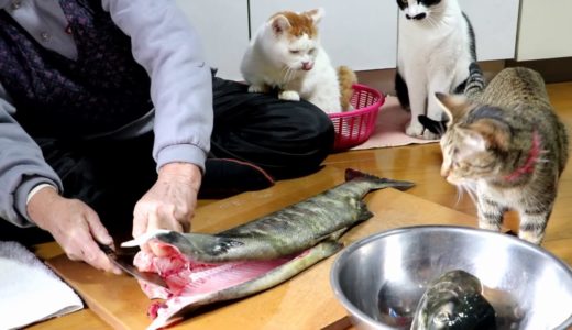生鮭を見守る猫 Raw salmon and cat 191228