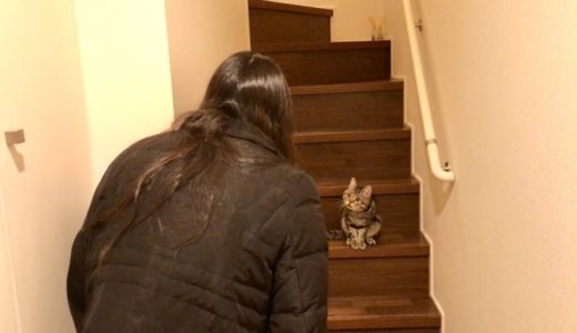 猫と階段でだるまさんが転んだをするとこうなりますｗ