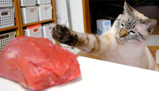 初めて猫に巨大な牛肉をプレゼントしてみたら意外な結果に…