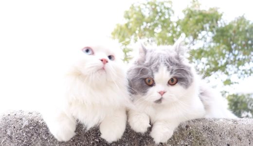 双子の猫が２匹で外に出かけたらどうなる？