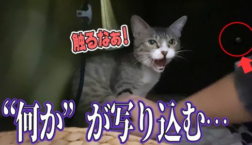【衝撃映像】猫に威嚇された瞬間に画面に写り込んだものとは…