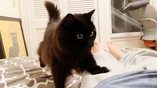 【しゃべる猫】飼い主に早く寝ろと言い張ってベッドに案内する猫【かわいい】