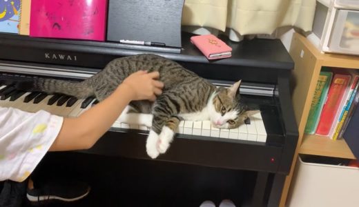 ピアノでやりたい放題な猫がかわいい