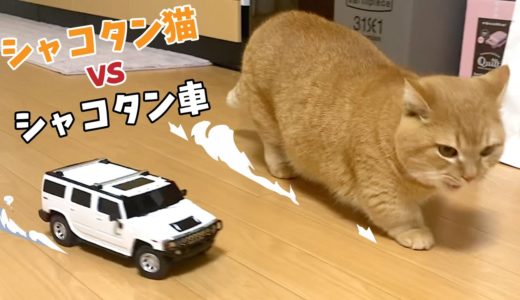 煽り運転のラジコン車を取り締まるシャコタン短足猫のおまわりさん！