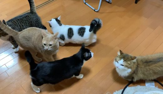 溢れる猫団子　【今日のひのき猫】