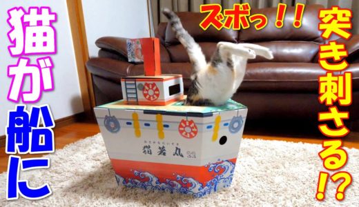 猫に船をプレゼントしたら船体に突き刺さってしまいました(ﾟДﾟ;)‼