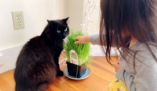 【しゃべる猫】子どもに猫草を触られて動揺を隠しきれない猫【かわいい】