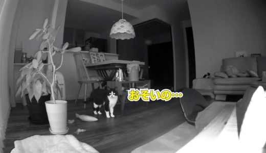 お留守番した猫、ころりんでお出迎え→夕ご飯までのルーチン紹介