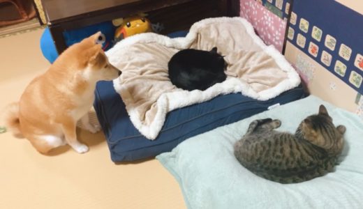 猫に寝床を奪われて悲壮感を漂わせる柴犬　Cat Stealing Dog Bed
