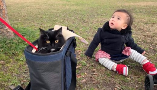 娘の公園初散歩に同行する猫　ラガマフィン　Cat accompanying the owner’s daughter’s first walk in the park