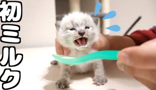 赤ちゃん猫が泣きながらも初ミルクに挑戦！
