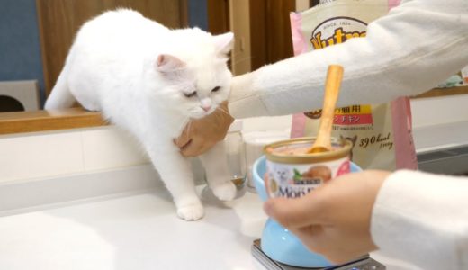 久しぶりの猫缶に食欲を抑えることができない猫！