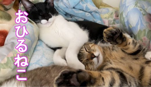 お昼寝する3匹のネコ　　チロと寝るときはへそ天のチコ君ｗ