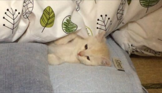 【保護ねこ】怒って疲れて一緒の布団で添い寝する子猫