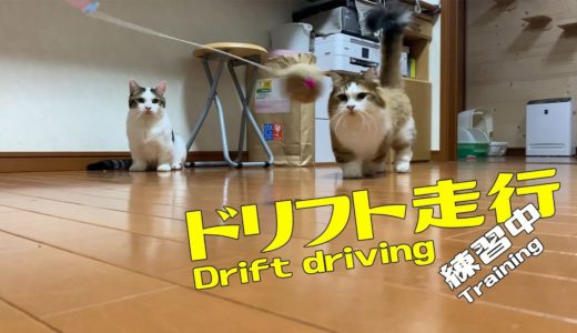 ドリフトの練習をする猫