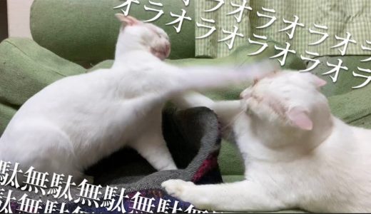 【猫】オラオラオラオラァッ！無駄無駄無駄無駄ァッ！  The funny punch rush of two white cats’