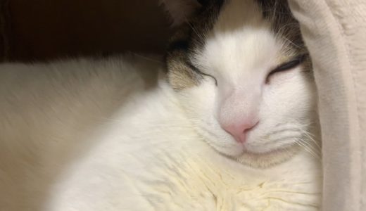 熟睡する豆大福　【今日のひのき猫】