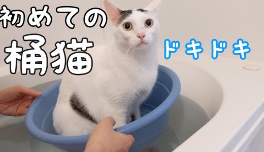 お風呂で桶猫に初挑戦するチロくん
