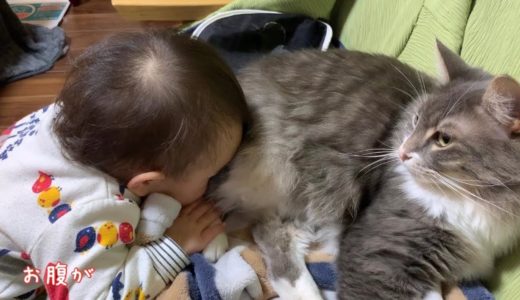 1歳児から『猫吸い』をされる猫　ノルウェージャンフォレストキャット　Cat whose face can be buried in the stomach from the owner's baby