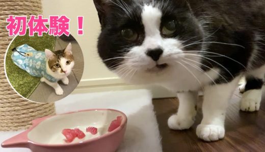 猫に生カツオ刺身をプレゼント、初めて食べるエースの反応が可愛い【二本足のエースくんトライアル日記⑨】