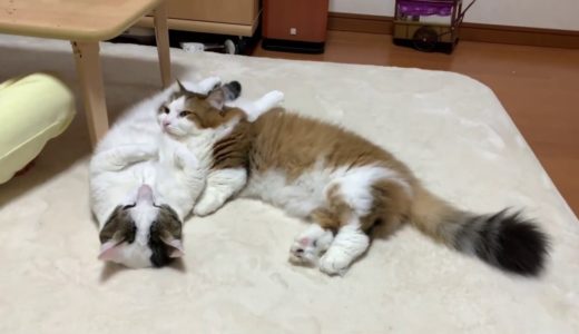 枕にされる猫がかわいい