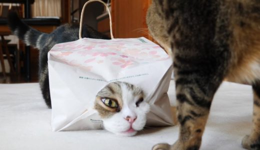 桜色の紙袋とねこ。-Cherry blossom color's paper bag and Maru.-