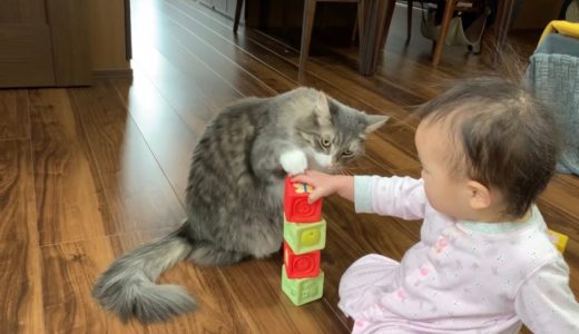 娘が積み上げたブロックを倒す猫　ノルウェージャンフォレストキャット　Cat that beats the blocks piled up by the owner’s daughter