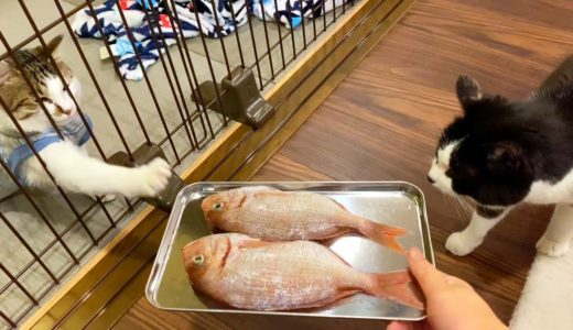 焼き魚の鯛にテンションMAXの猫たち【3月のウマウマデー】