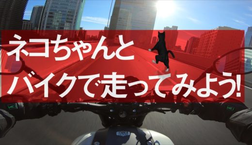 ネコちゃんとバイクで走ってみよう！【XSR900】突然逃太郎のモトブログ