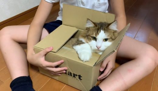 箱を見ると飛び込む猫がかわいい