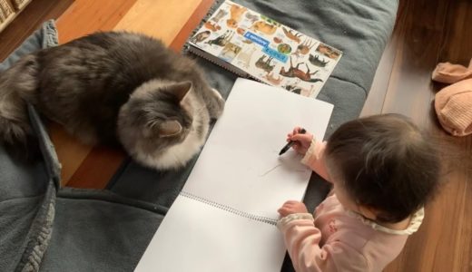 お絵描きをする娘の邪魔をする猫　ノルウェージャンフォレストキャット　Cat disturbs daughter who draws