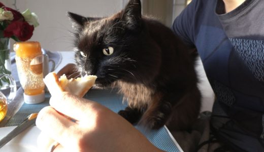 【しゃべる猫】パンを食べていたら突然本気で喰らいつく猫【しおちゃん】