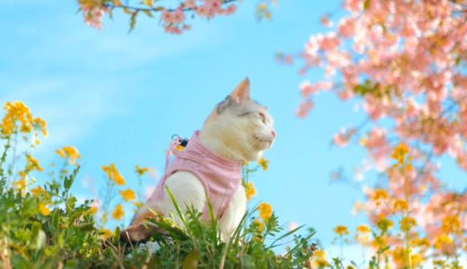 新しいハーネスで春の絶景を満喫した三毛猫ネコ吉