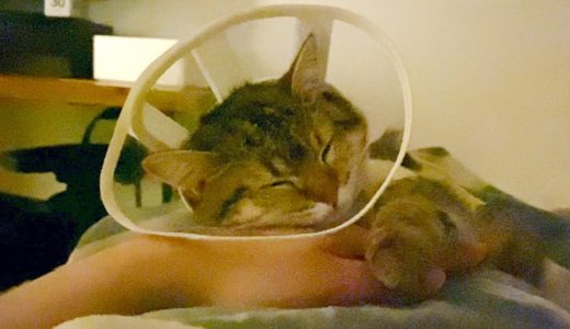 【術後10日目】遊び疲れて飼い主の手枕で熟睡する猫！