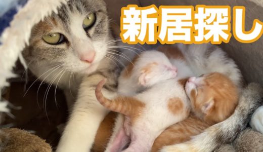 猫の出産子育て＃６　ネネママ新居を探して家の中へ　先住猫とご対面