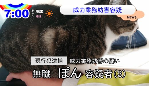 【ニュース】威力業務妨害容疑でネコを逮捕【猫動画】