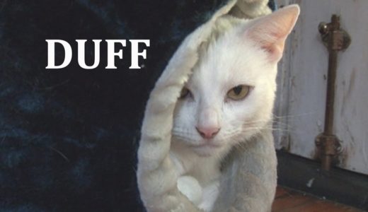 攻撃的なネコを幸せにする方法 | 猫ヘルパーS1 | Ep.3 DUFF | 期間限定公開 (アニマルプラネット)