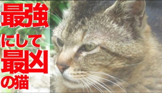 最強野良猫列伝・暴虐の猫、公園に降臨する The story of the strongest stray cat
