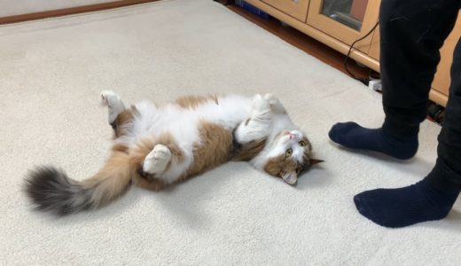息子の足を噛んで枕にする猫