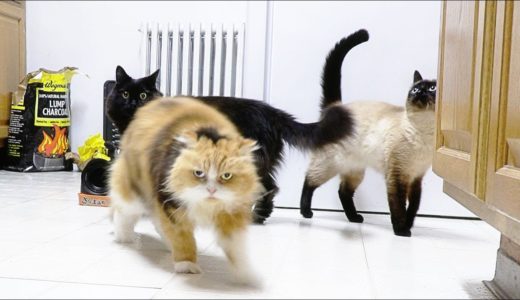 【しゃべる猫】日本のキャットフードを出したら猫がワラワラと湧いてきた【しおちゃん】