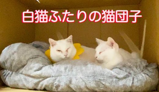 極悪白猫地上げ屋コンビ、猫のカフェ屋台を乗っ取る The white cats’ cuddling in the cardboard