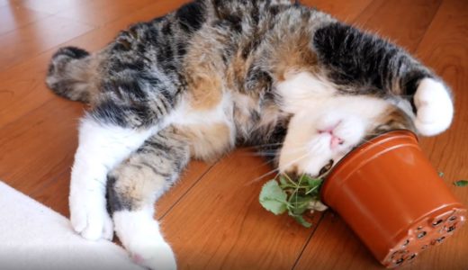 キャットニップを堪能するねこ。-Maru enjoys a seedling of catnip.-