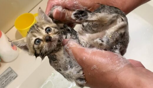 【保護子猫】保護した野良猫の汚れを落とすためにシャンプーしました。I shampooed a stray cat for the first time.