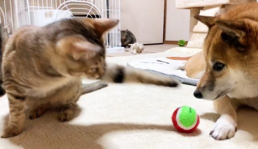 柴犬と猫の仲良しの遊び方が可愛すぎ♡　Shiba Inu and Cat are very cute to play