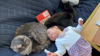 娘から順番にモフモフされる猫　ノルウェージャンフォレストキャット　Cats that are touched in order by daughter