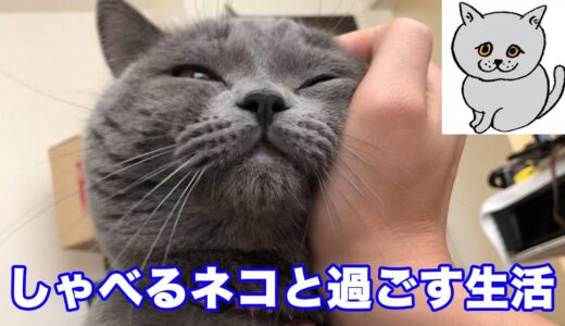 【猫】しゃべるネコと過ごす日常【ブリティッシュショートヘア】
